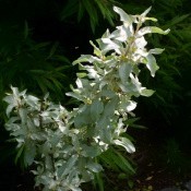 Sølvblad 'Elaeagnus' | Stort udvalg i buske & træer til haven