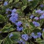 Brunnera / Kærmindesøster