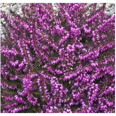 Forårslyng 'Erica' | Stort udvalg i flotte lyngplanter