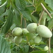 Indianer Bananer / Pawpaw | Stort udvalg i eksotiske frugtbuske