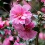 Camellia / Kamelia