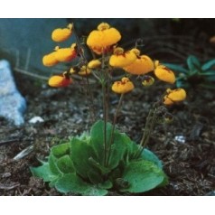 Dværg tøffel - calceolaria blomsterplanter til haven | Kridtvejs Planter