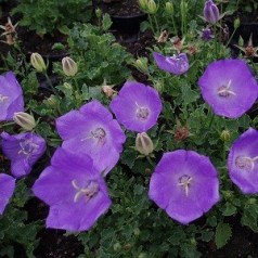 Klokkeblomst 'Campanula' - Stort udvalg af stauder til din have