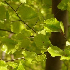 Hjemmehørende træer - Stort udvalg i Træer og stauder