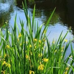 Kantplanter til vandkanten - Fugtig jord | Stort udvalg