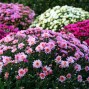 Chrysanthemum / Vinterasters