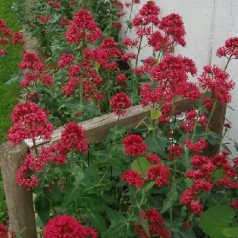 Sporebaldrian 'Centranthus' | Stort udvalg i stauder & buske