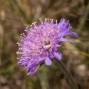 Vejkants blomster / Hjemmehørende frø