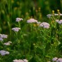 Flerårig blomsterfrø