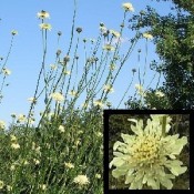 Skælhoved 'Cephalaria' | Stort udvalg i stauder & buske