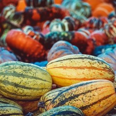 Pyntegræskar frø - Køb frø online til din have | Se vores udvalg