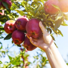 Køb Tidlige Æbler - Sommeræbler Online