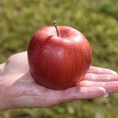 Bestil Sene Æbler - Holdbare Sorter til Haven
