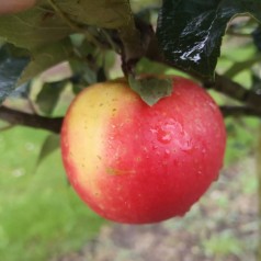 Almindelige Æbletræer