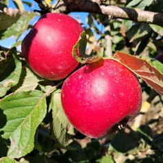 Køb Røde Æbler - Stort Udvalg Online