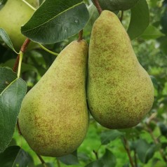 Køb Dværg Pæretræ - Kompakte Træer Online