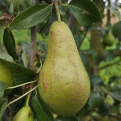 Pæretræer til Haven - Stort Udvalg