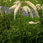 Cimicifuga / Sølvlys - Stort udvalg - Kridtvejs Planter