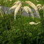 Actaea (Cimicifuga) / Sølvlys