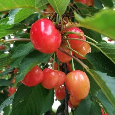Søjlekirsebær - Perfekt til Små Haver & Terrasser