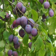 Dværg Blommetræ til Haven - Bestil Nu