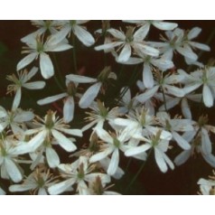 Staudeklematis - blomstrende skønhed til haven | Kridtvejs Planter