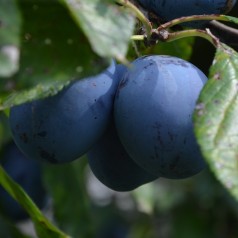 Køb Søjleblommetræ - Kompakte Træer Online