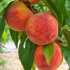 Køb Fersken - Ferskentræer Online