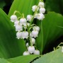 Convallaria / Liljekonval