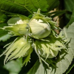 Nøddetræer til Haven - Stort Udvalg