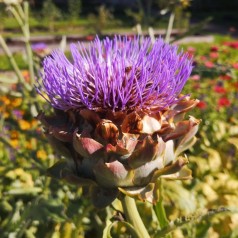 Køb artiskok planter til køkkenhaven | Kridtvejs Planter