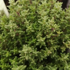 Timian Planter - Stort Udvalg & Levering til døren