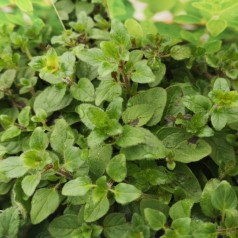 Køb Oregano Planter - Stort Udvalg Online