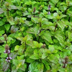 Mynte Planter - Stort Udvalg & Levering direkte til døren