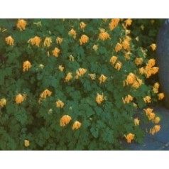 Lærkespore - Find dine corydalis her | Kridtvejs Planter