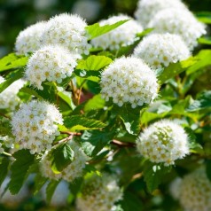 Blærespiræa - Færdighæk klumpplanter