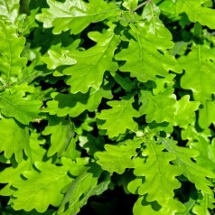 Eg - Færdighæk klumpplanter