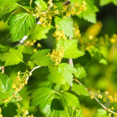Fjeldribs - Hæk og Læ Barrodsplanter
