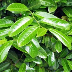 Laurbærkirsebær - Færdighæk klumpplanter