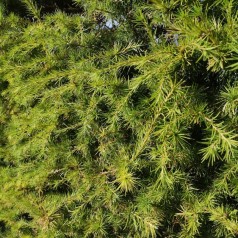 Lærk - Færdighæk klumpplanter