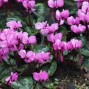 Cyclamen / Alpeviol