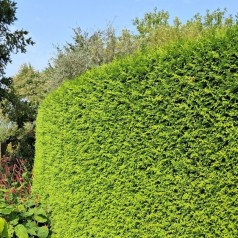 Thuja - Hæk og Læ Barrodsplanter