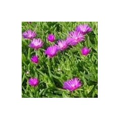 Middagsblomst - Delosperma og Middagsblomster til Haven | Køb Her
