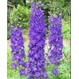 Delphinium / Ridderspore