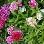 Dianthus / Nellike