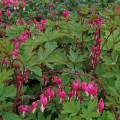 Hjerteblomst "Dicentra" - Mange varianter -- Kridtvejs Planter