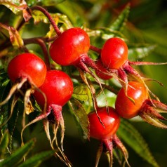 Køb Klitroser & Hybenroser online | Stort udvalg