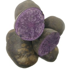 Køb Specielle og Farvede Læggekartofler Online