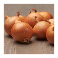 Køb Skalotteløg – Stort udvalg til køkkenhaven