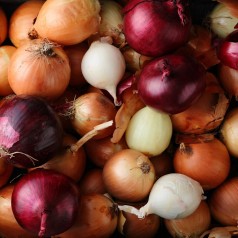 Køb Økologiske Sætteløg - Få succes i køkkenhaven her